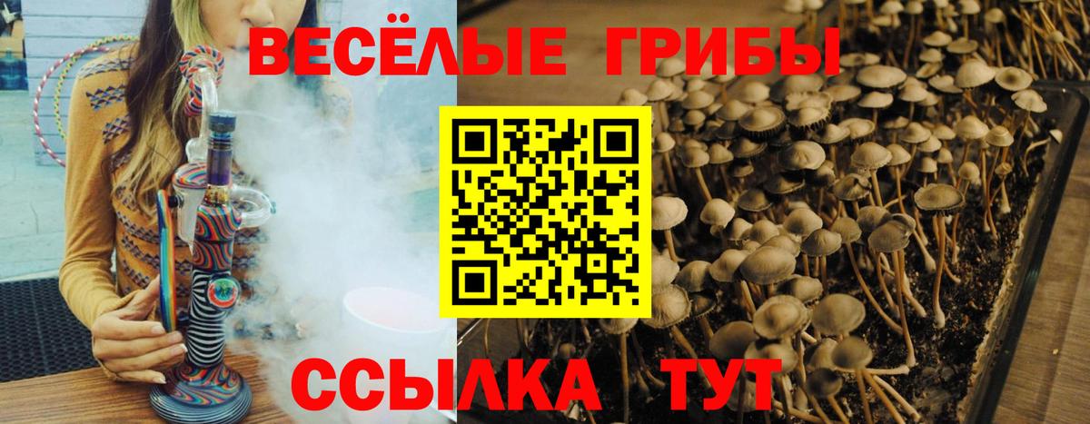 Галлюциногенные грибы Psilocybe Клинцы
