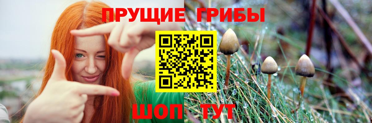 Клинцы  Галлюциногенные грибы MAGIC MUSHROOMS  Вход с VPN 